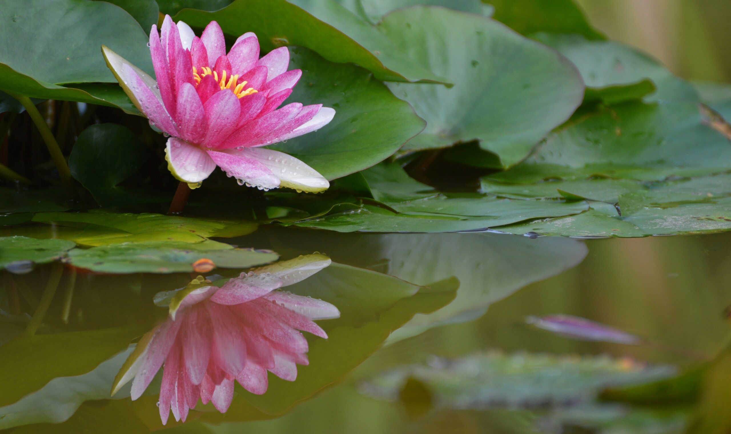 Se créer un point d'eau dans son jardin. 