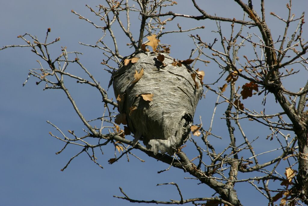 nest