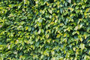 Understanding hedge trimming regulations in Belgium