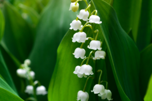 Mila : “8 choses que vous ignoriez (peut-être) sur le muguet”