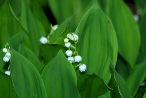 Mila : “Mes astuces pour conserver votre bouquet de muguet plus longtemps !”