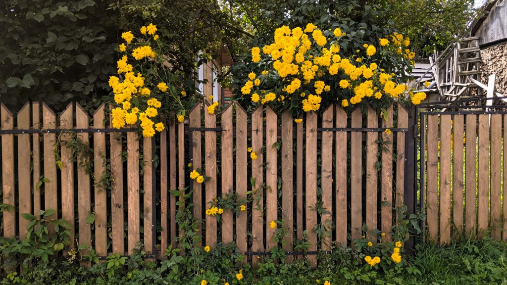 bushes fence