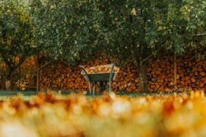 Faut-il ramasser les feuilles mortes sur votre pelouse ?