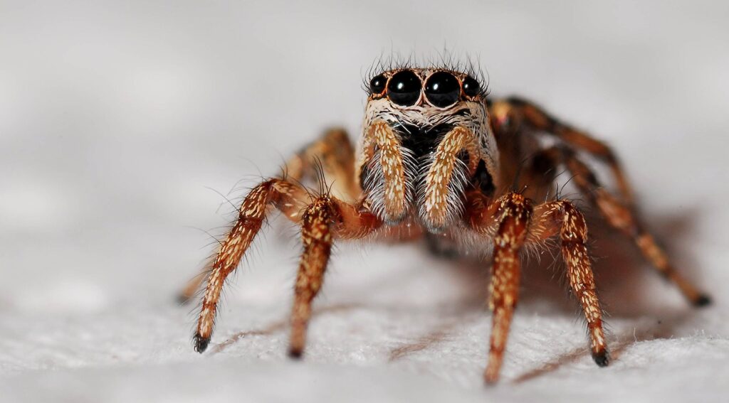 Eviter les araignées dans la maison