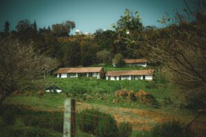 Bijzonder: Australisch ecodorp bant honden en katten om lokale fauna te beschermen