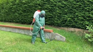 Sel, vinaigre et eau de Javel interdits pour désherber : pourquoi et quelles alternatives ?