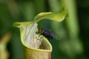 Carnivorous plants: Your secret weapon against flies and mosquitoes
