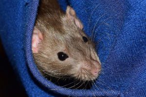 Ongedierte in een huurpand: wie betaalt de rekening?