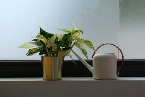 De l’eau distillée pour vos plantes : une bonne idée ?