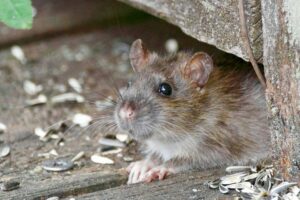 Des rats dans votre compost : faut-il s’inquiéter ?