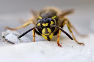 Using ground coffee to naturally repel wasps in summer
