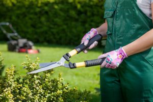 Quand faut-il tailler ses arbustes?