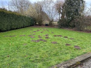 Comment sauver votre pelouse après le passage des taupes ?