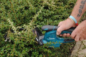 Pensez à désinfecter votre taille-haie !