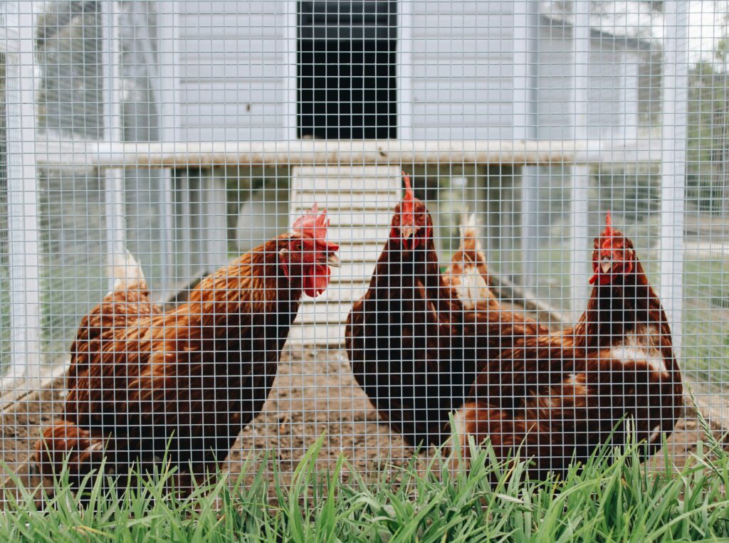 chicken coop