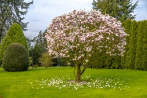 Quel arbre ou arbuste choisir ? 5 arbres qui vont transformer votre jardin !