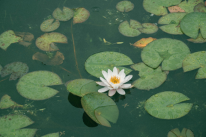 Zo haal je makkelijk water weg uit je waterput