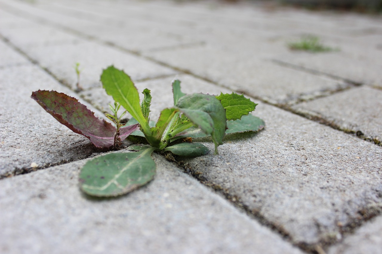 Faut-il enlever les mauvaises herbes de votre trottoir ?