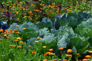 Mila : “Des fleurs pour … repousser les parasites du potager !”