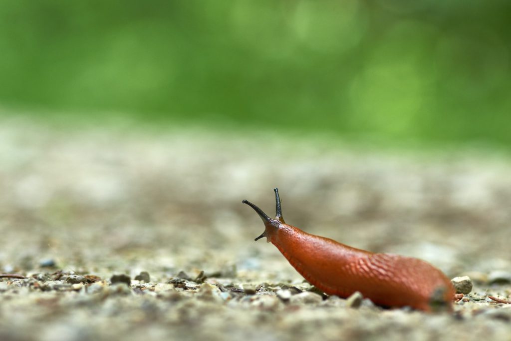 slug