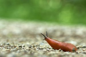 Natural ways to keep slugs at bay in your garden